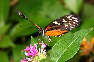 Tiger Longwing Butterfly Heliconius Ismenius feeding on flower 