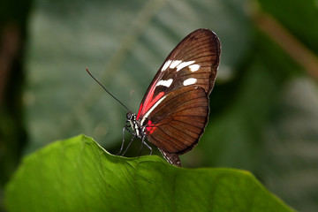 Obraz na płótnie Canvas Butterfly Large common Postman Heliconius Melpomene Rosina 