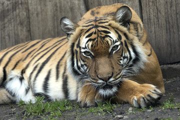 lying Bengal tiger kept in the zoo