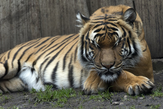 lying Bengal tiger kept in the zoo