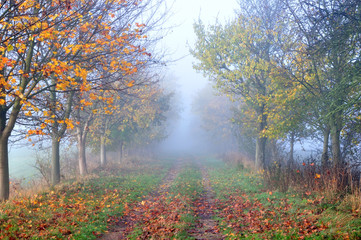 Path in the fog.