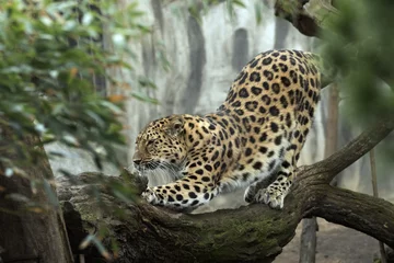 Foto op Canvas beautiful leopard held in captivity © Tylinek