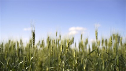 Obraz premium wheat grows in the field