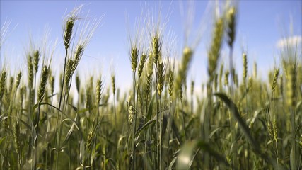  wheat grows in the field