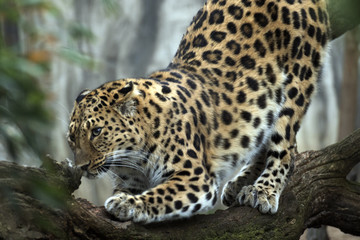 Obraz na płótnie Canvas beautiful leopard held in captivity