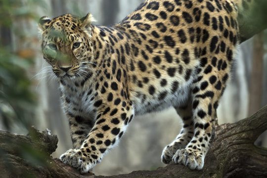 beautiful leopard held in captivity