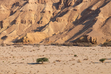 Green acacia trees in Negev desert wadi from above.