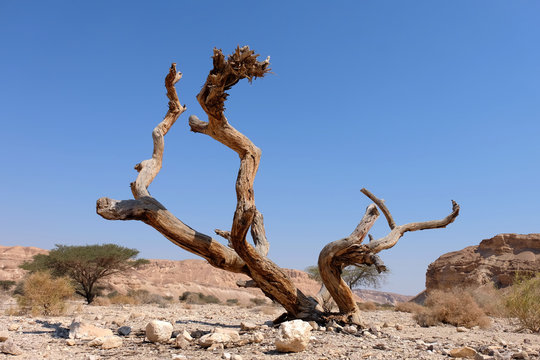 Dead dry tree trunk on arid landscape in Negev desert.