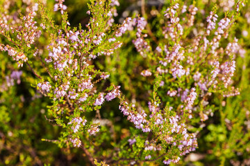 blooming heather in summer