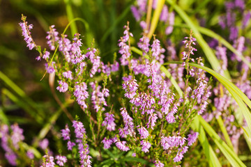 Obraz premium summer heather closeup