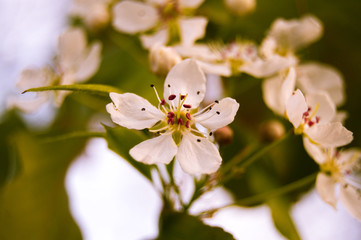 White Flower