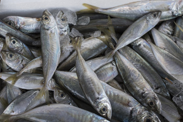 Fresh fish, shellfish, seafood in Cambrils Harbor Market, Catalonia, Spain.