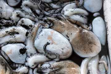 Fresh fish, shellfish, seafood in Cambrils Harbor Market, Catalonia, Spain.