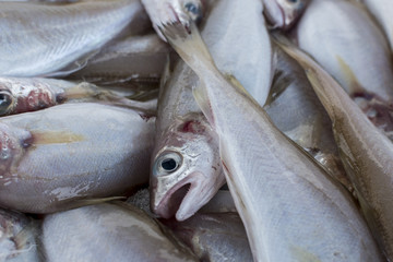 Fresh fish, shellfish, seafood in Cambrils Harbor Market, Catalonia, Spain.