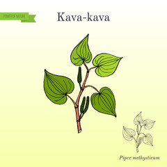 Kava-kava piper methysticum , medicinal plant - obrazy, fototapety, plakaty