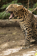 beautiful leopard held in captivity