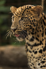 beautiful leopard held in captivity
