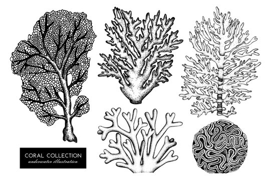 Vector collection of hand drawn reef corals sketch.Vintage set underwater natural elements. Vintage sealife illustration on white background