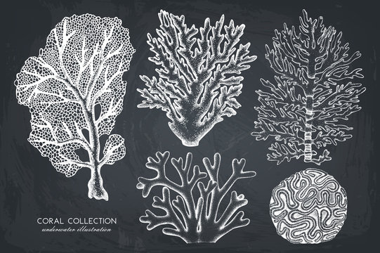 Vector collection of hand drawn reef corals sketch.Vintage set underwater natural elements. Vintage sealife illustration on chalkboard
