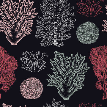 Seamless pattern with hand drawn sea fans corals - gorgonia sketch. Vector background with underwater natural elements. Vintage sealife illustration.