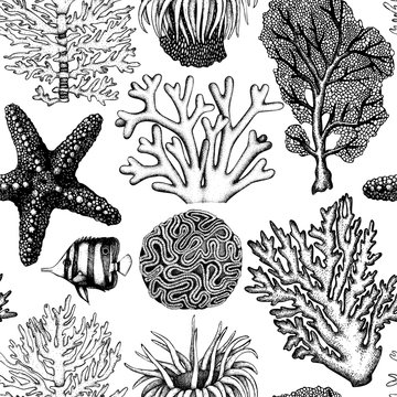 Seamless pattern with hand drawn sea fans corals - gorgonia sketch. Vector background with underwater natural elements. Vintage sealife illustration.