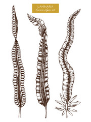 Naklejka premium Ink hand drawn laminaria sketch, sweet sea tangle, japan kelp, alaria, set on white background. Vector illustration of highly detailed brown algae. Seaweeds collection.