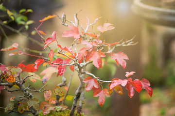 A little red maple bonsai tree decoration in garden