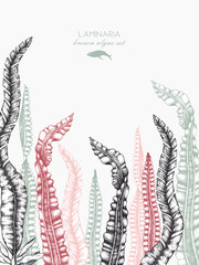 Fototapeta premium Ink hand drawn laminaria sketch, sweet sea tangle, japan kelp, alaria, set on white background. Vector illustration of highly detailed brown algae. Seaweeds design.