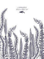 Obraz premium Ink hand drawn laminaria sketch, sweet sea tangle, japan kelp, alaria, set on white background. Vector illustration of highly detailed brown algae. Seaweeds design.