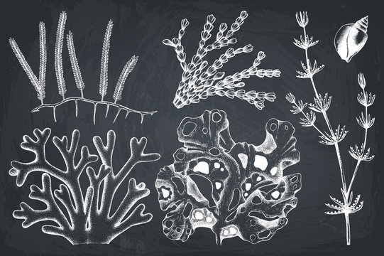 Vector collection of hand drawn green seaweed illustrations. Vintage set of sea weeds isolated on chalkboard. Underwater sketch.