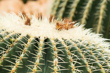 Big ball Cactus in the botanic garden