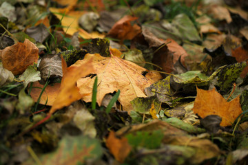 Autumn leaves on the lawn.
