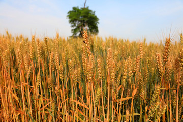 wheat growing