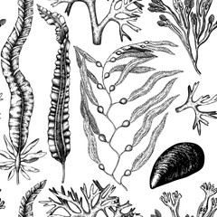 Obraz premium Wzór z ręcznie rysowane wodorosty, korale, muszle szkicu. Tło z podwodnymi elementami naturalnymi. Ilustracja Vintage Sealife.