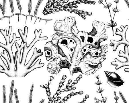 Seamless pattern with hand drawn seaweeds, corals , shells sketch. Vector background with underwater natural elements. Vintage sealife illustration.