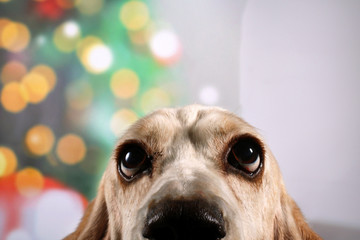 Dog in front of the Christmas tree