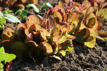 Red leaves of lettuce growing on a bed in a kitchen garden