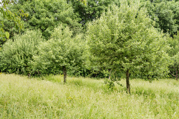 sunny woodside scenery