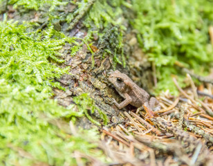 small common toad
