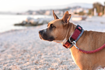 happy healthy pit bull terrier dog on the beach