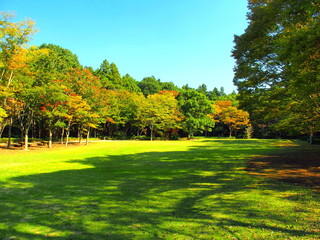 秋の草原と黄葉の木々