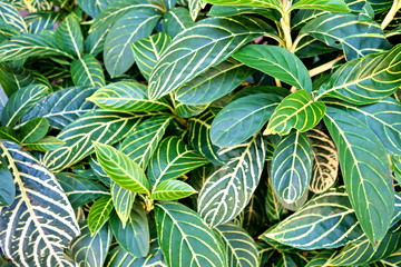 Background of green natural leaf.