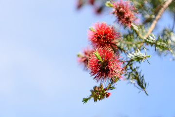 Nature: Wild red flowers against blue sky background.