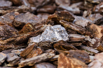 texture of wood bark pieces