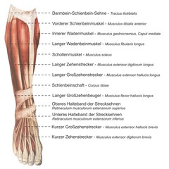 Oberschenkel Muskulatur frontal medial lateral anterior Latein crus - Lithografie Zeichnung Vektor handgezeichnet Grafik