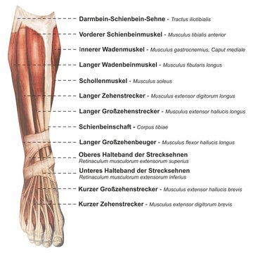 Oberschenkel Muskulatur frontal medial lateral anterior Latein crus - Lithografie Zeichnung Vektor handgezeichnet Grafik