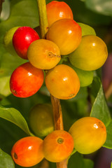  cerises de café 