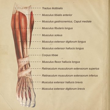 Oberschenkel Muskulatur frontal medial lateral anterior Latein crus - Lithografie Zeichnung Vektor handgezeichnet Grafik