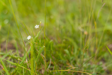 Two small white wildflowers