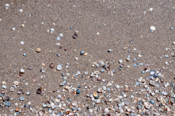 Sand and seashells